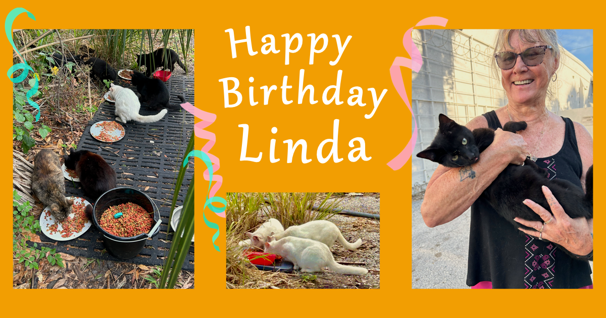Campaign cover image for Linda’s Birthday for the Cats