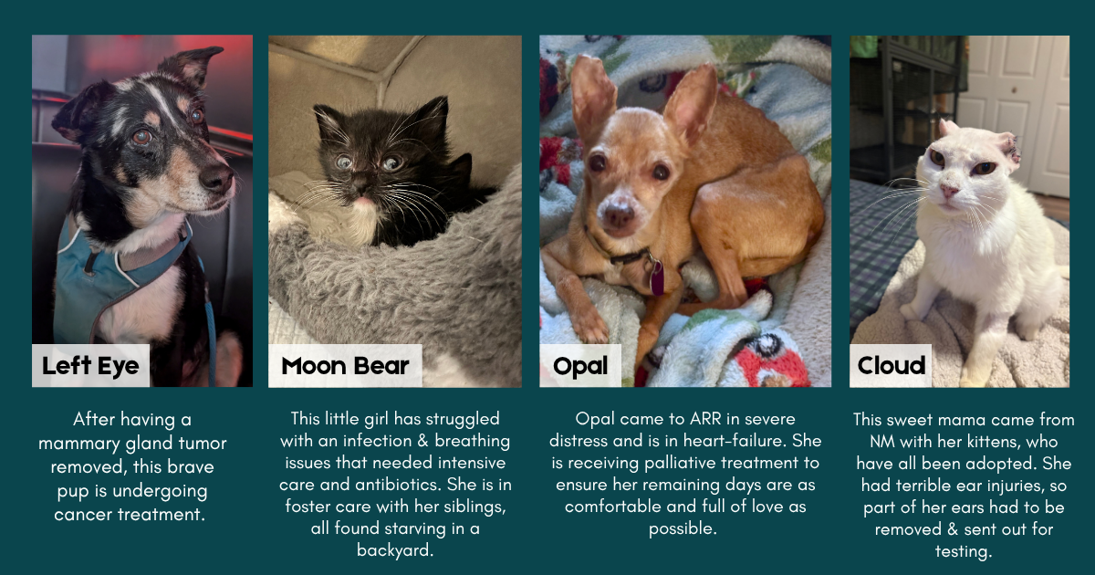 Campaign cover image for Help Medical Needs Pets - Matching gift up to $25,000!