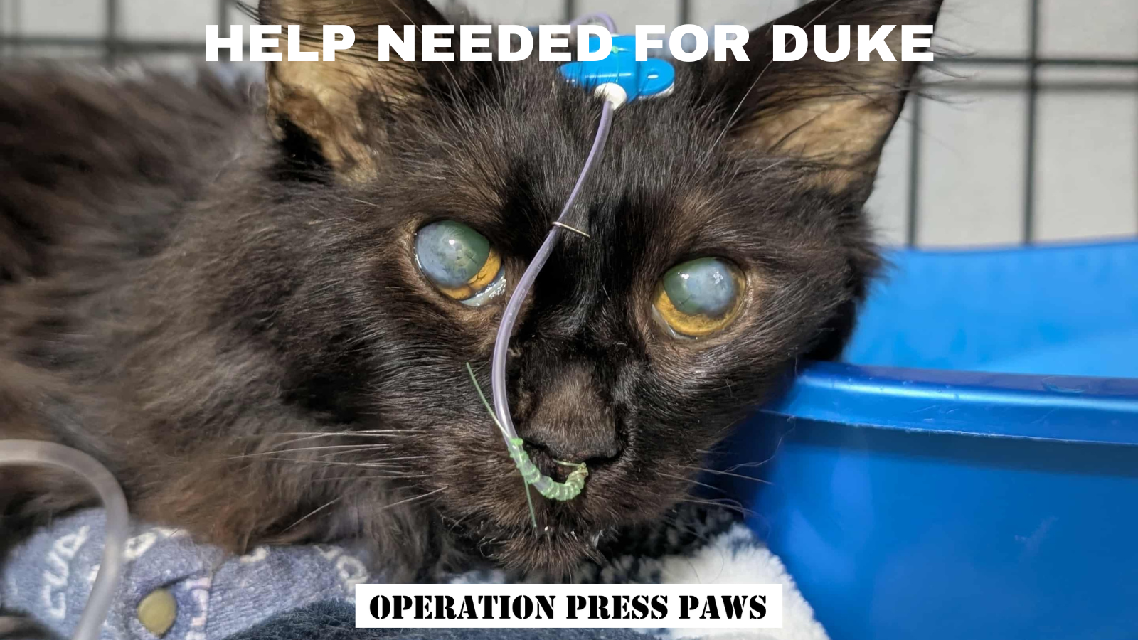 Campaign cover image for Hospitalized diabetic survivor kitty needs help