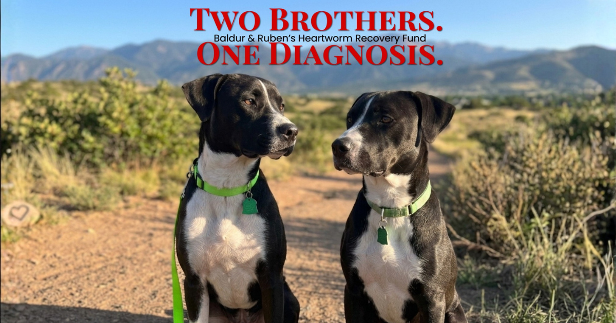 Campaign cover image for Two Brothers. One Diagnosis.