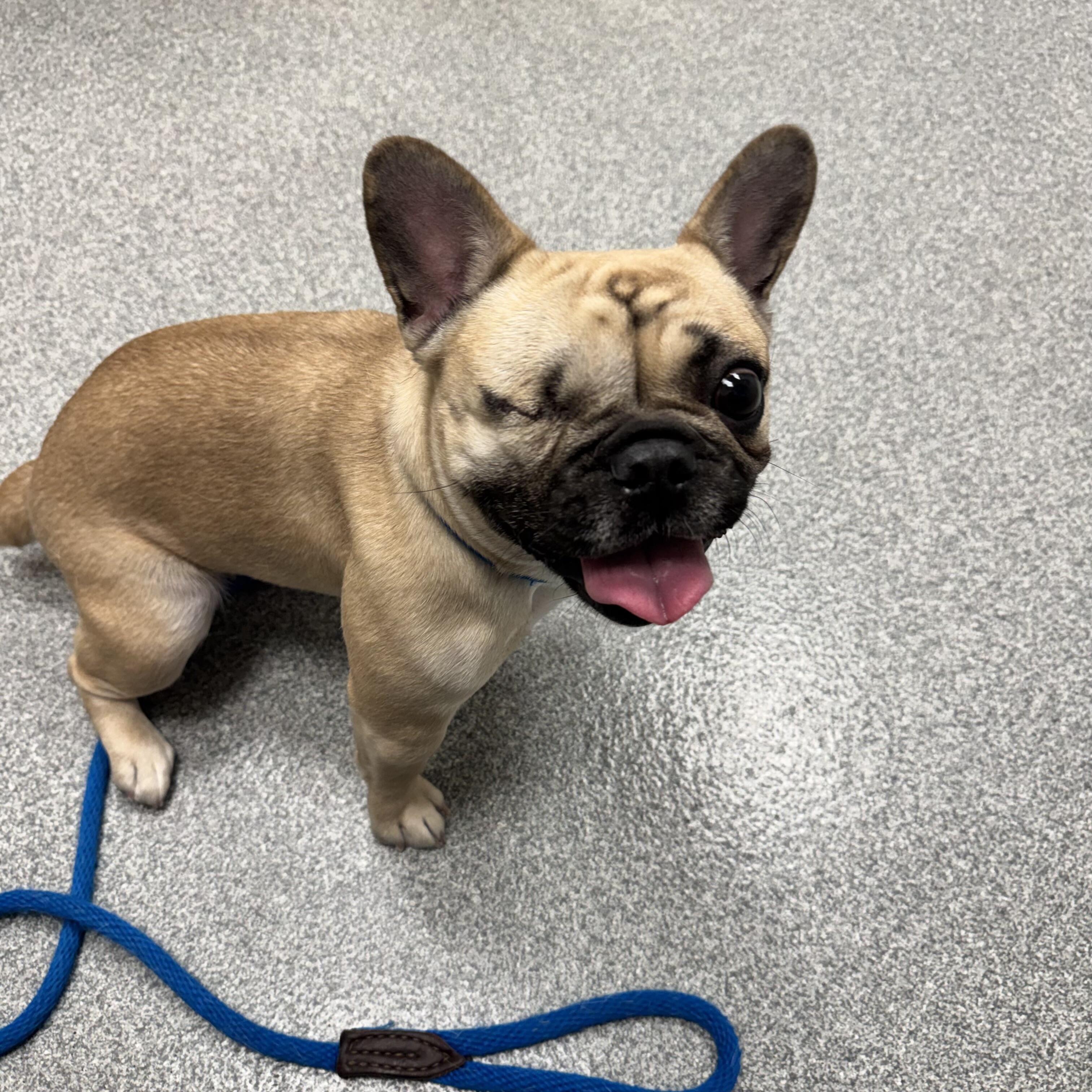 Campaign cover image for Help us help Wink breathe!