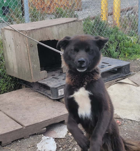 Campaign cover image for SPONSORS NEEDED FOR SUKA $420