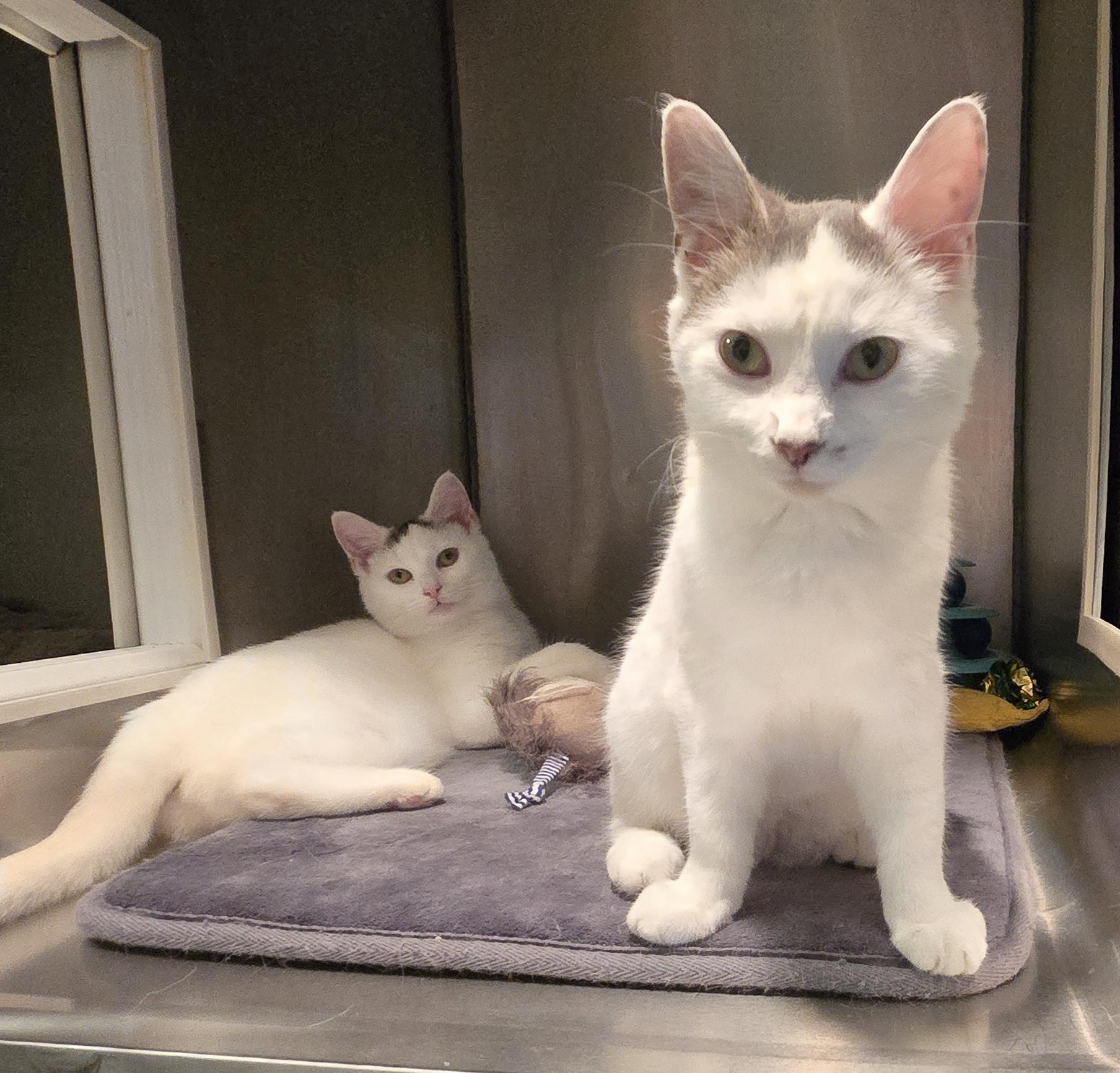 Campaign cover for Strikes for Strays Fundraising