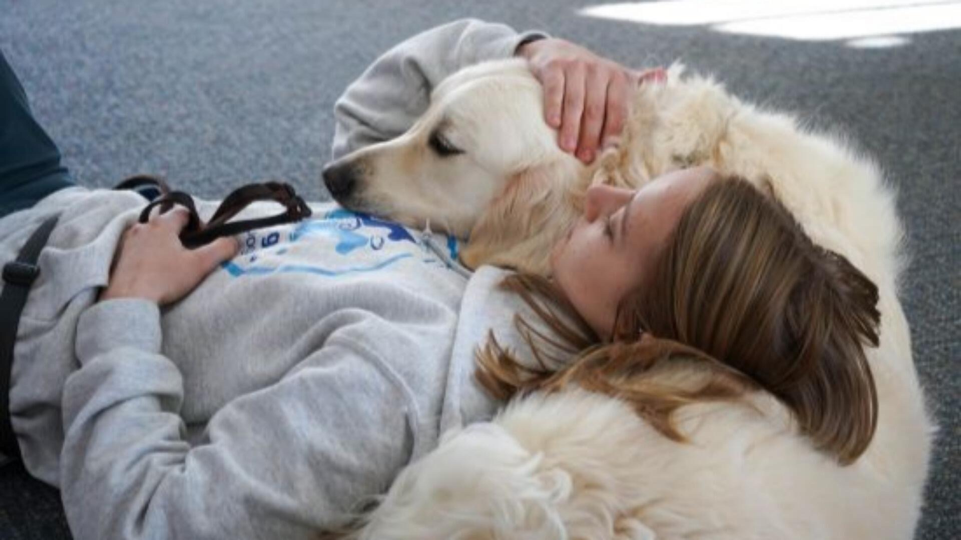 Campaign cover image for Paws-itively Perfect Companion