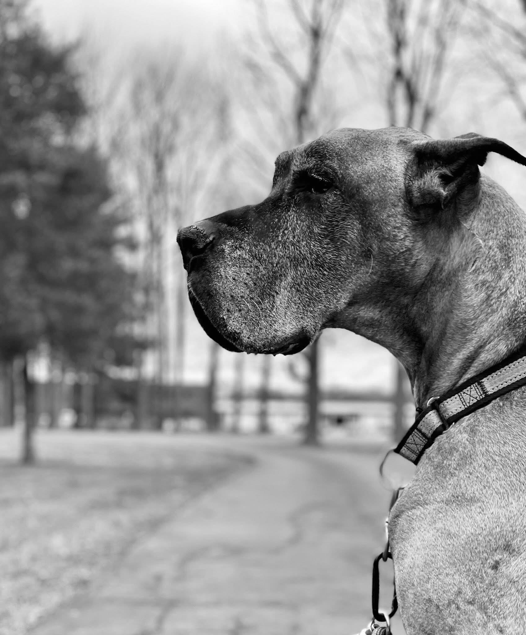Campaign cover image for Scooby's Ride Along