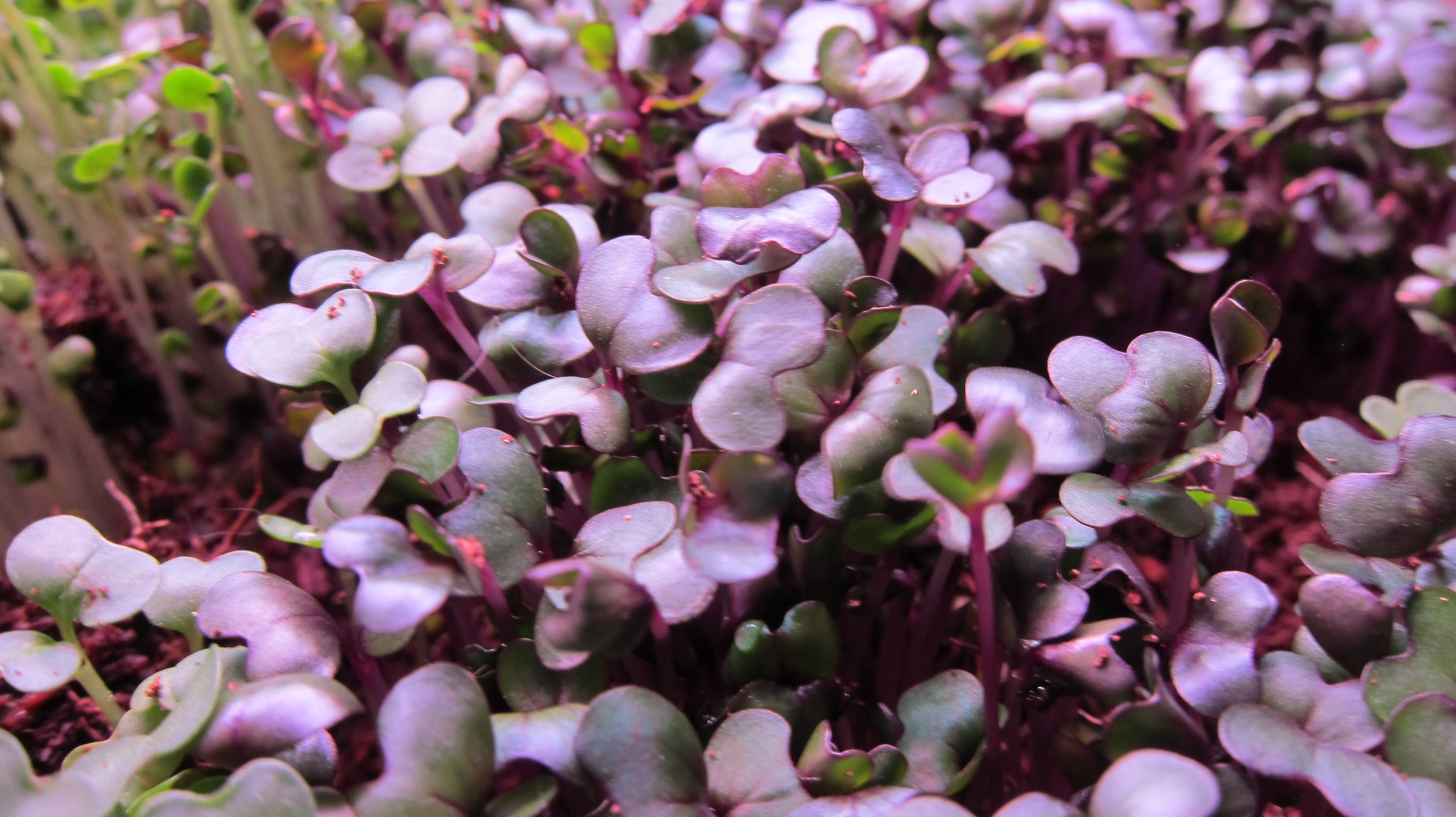Campaign cover image for FoodRight at the Market