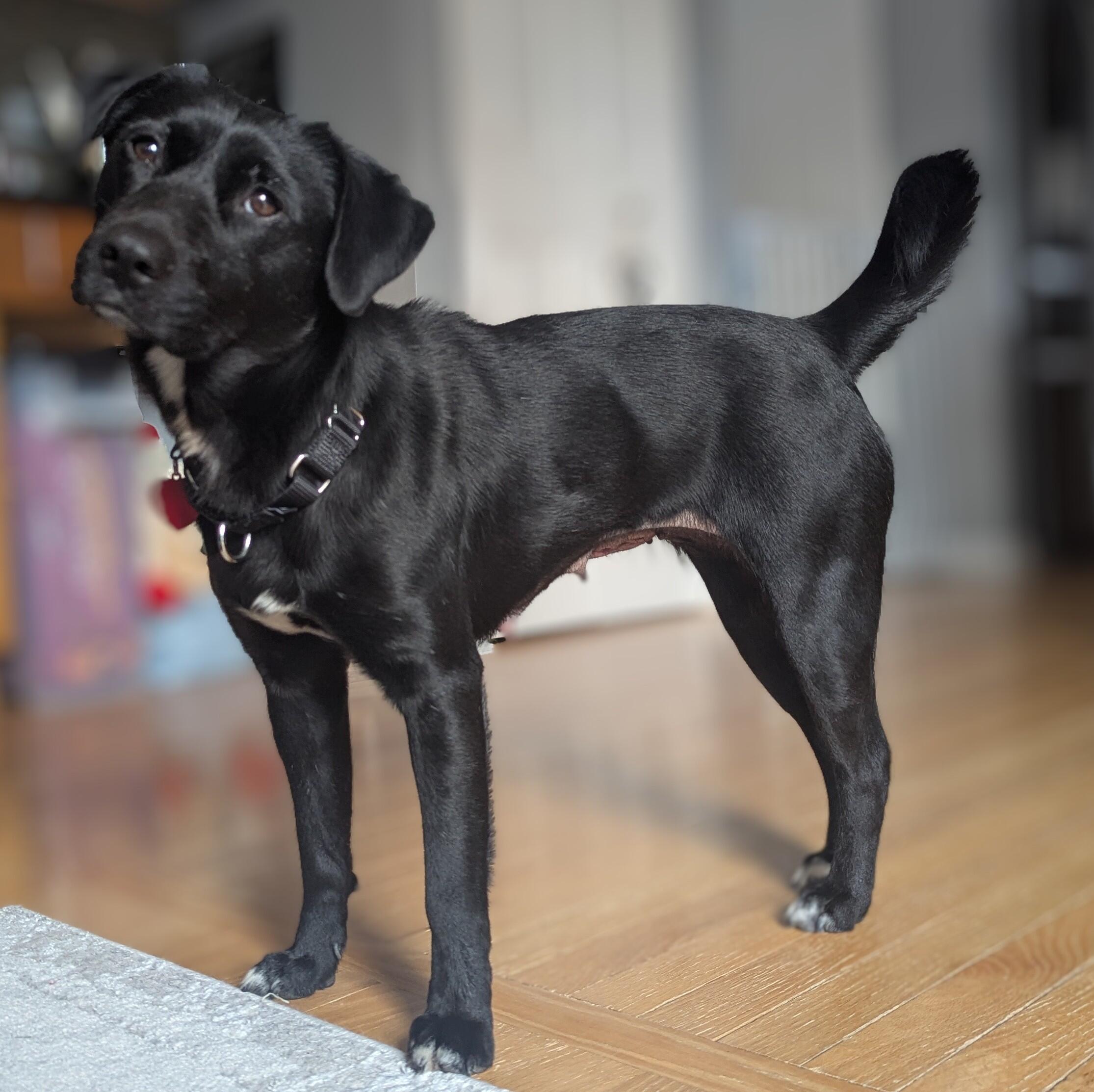 Campaign cover image for We are now accepting adopter assistance donations for *JADAH*