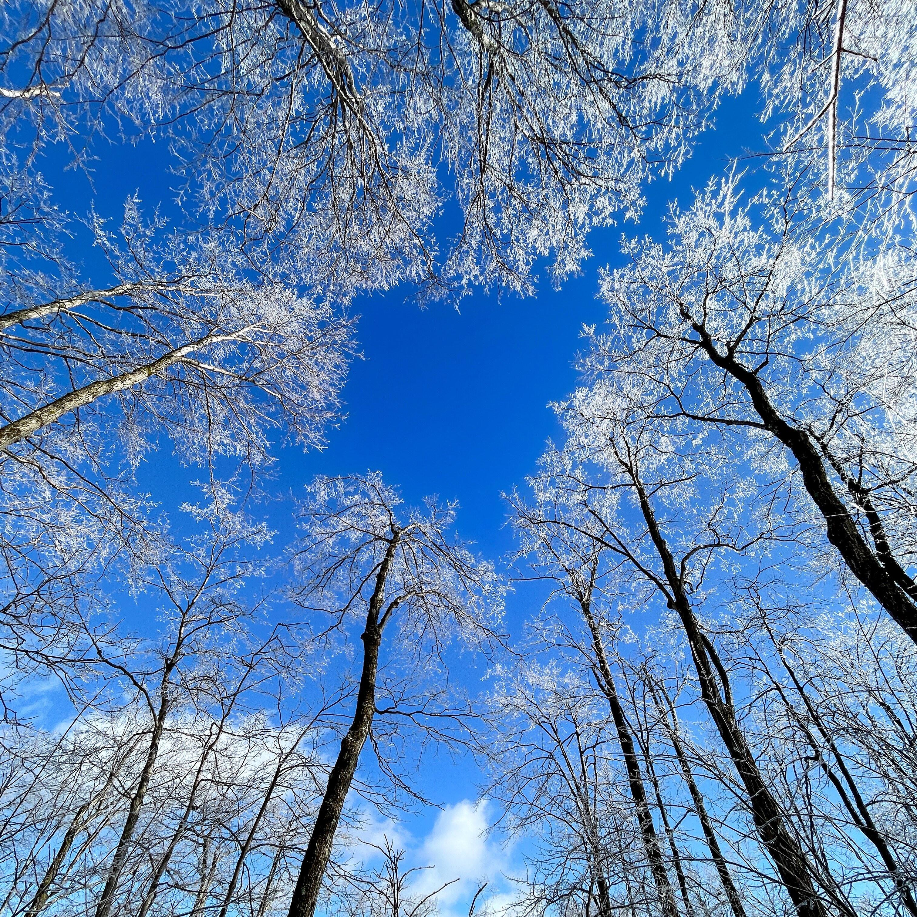 Campaign cover image for Winter Tree & Shrub Identification Walk