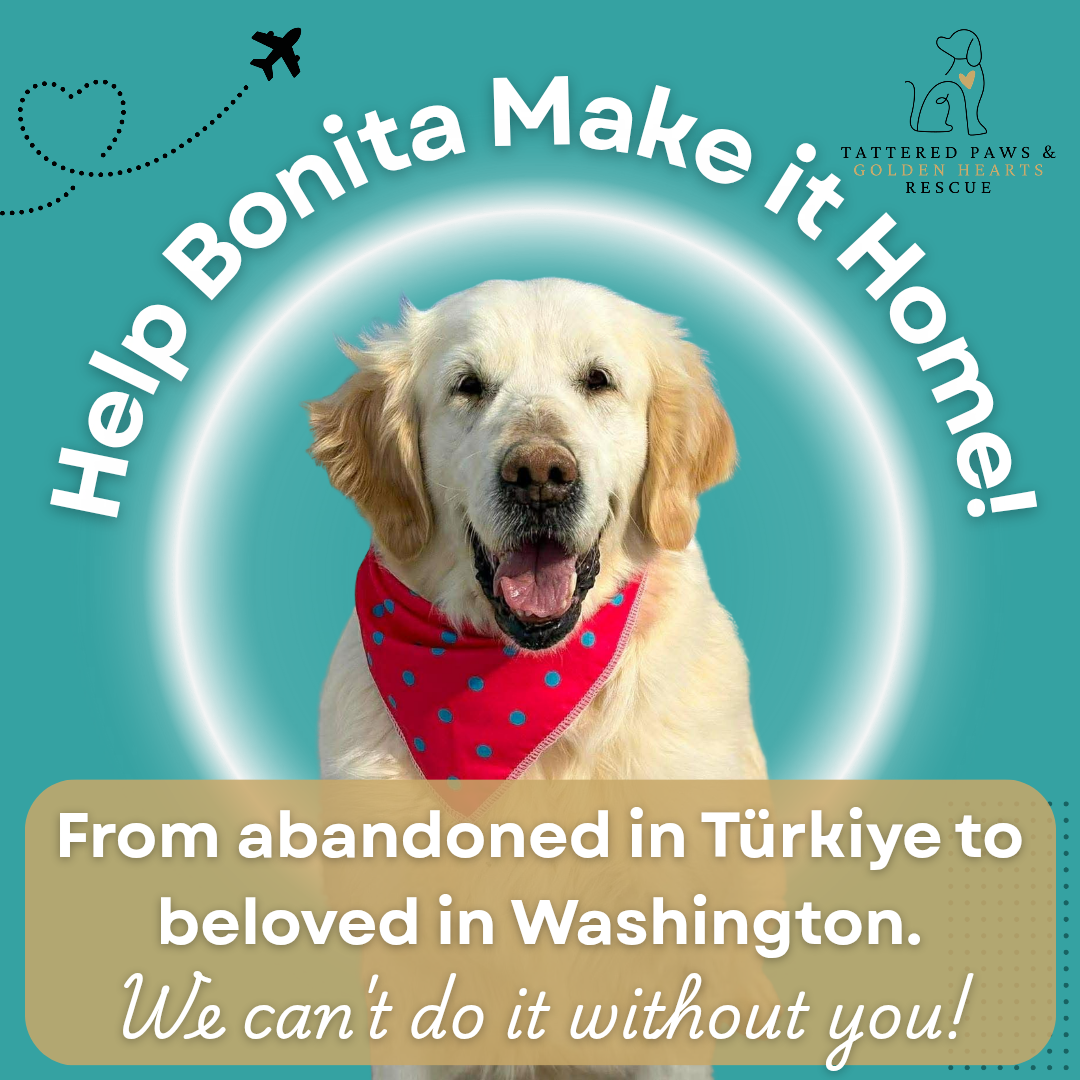 Campaign cover image for Help Bonita Make it Home!
