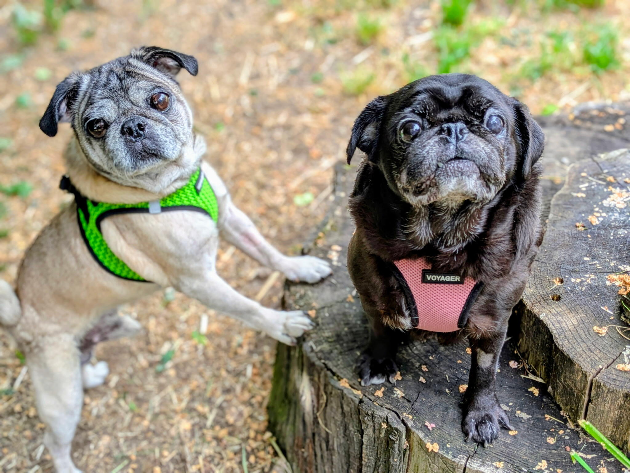 Campaign cover image for Pacific Pug Rescue End-of-Year Giving 2025