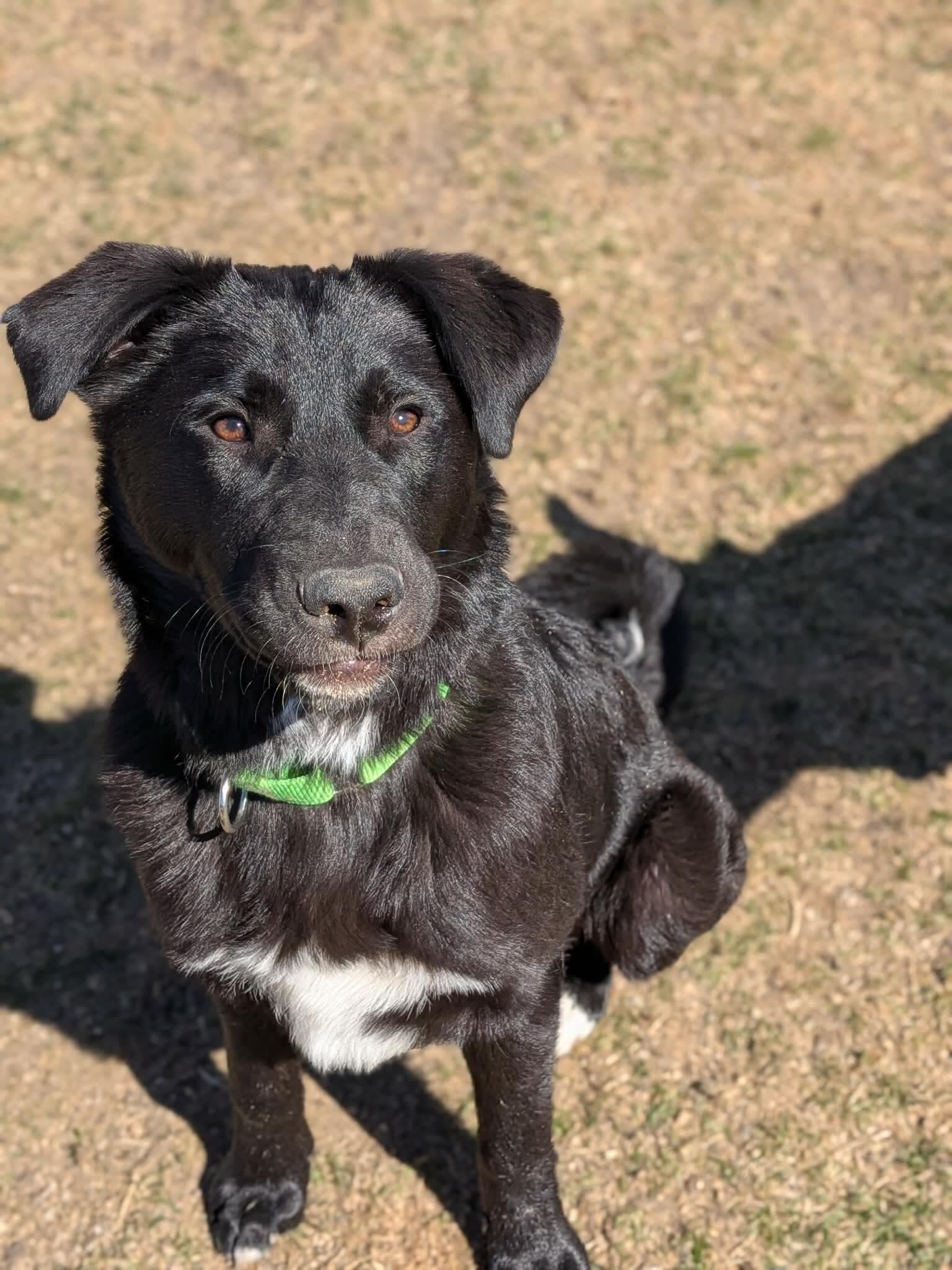 Campaign cover for Chase Needs Help NOW: Emergency Training Fund