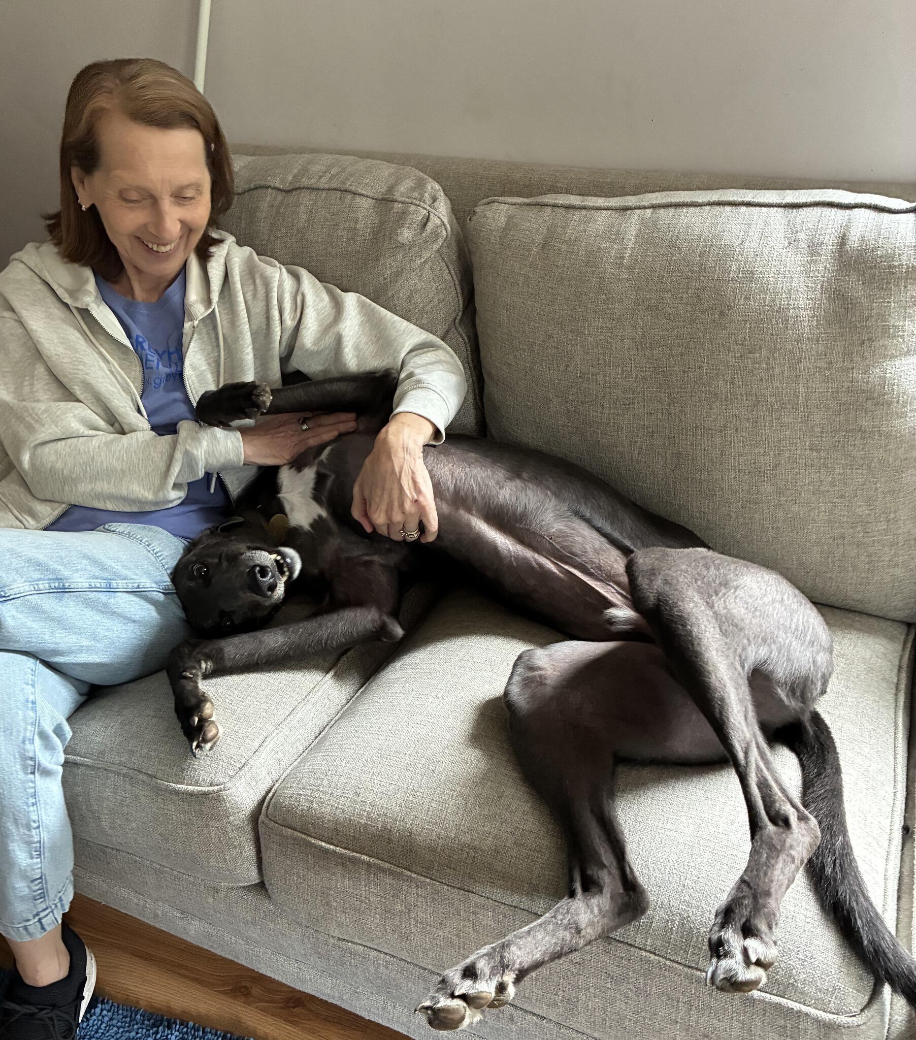 Campaign cover image for Family Day at the Greyhound Friends Shelter