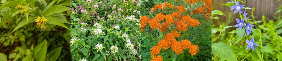 Campaign cover image for Lawn-to-Habitat Planting Event