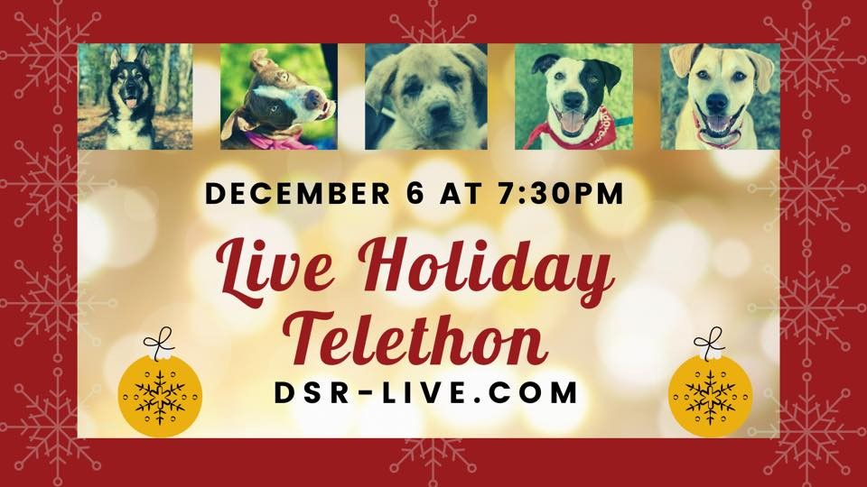 Campaign cover image for Dog Star Holiday Telethon