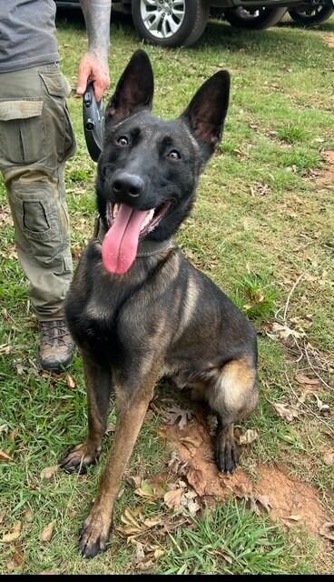 Campaign cover image for K9 Finn