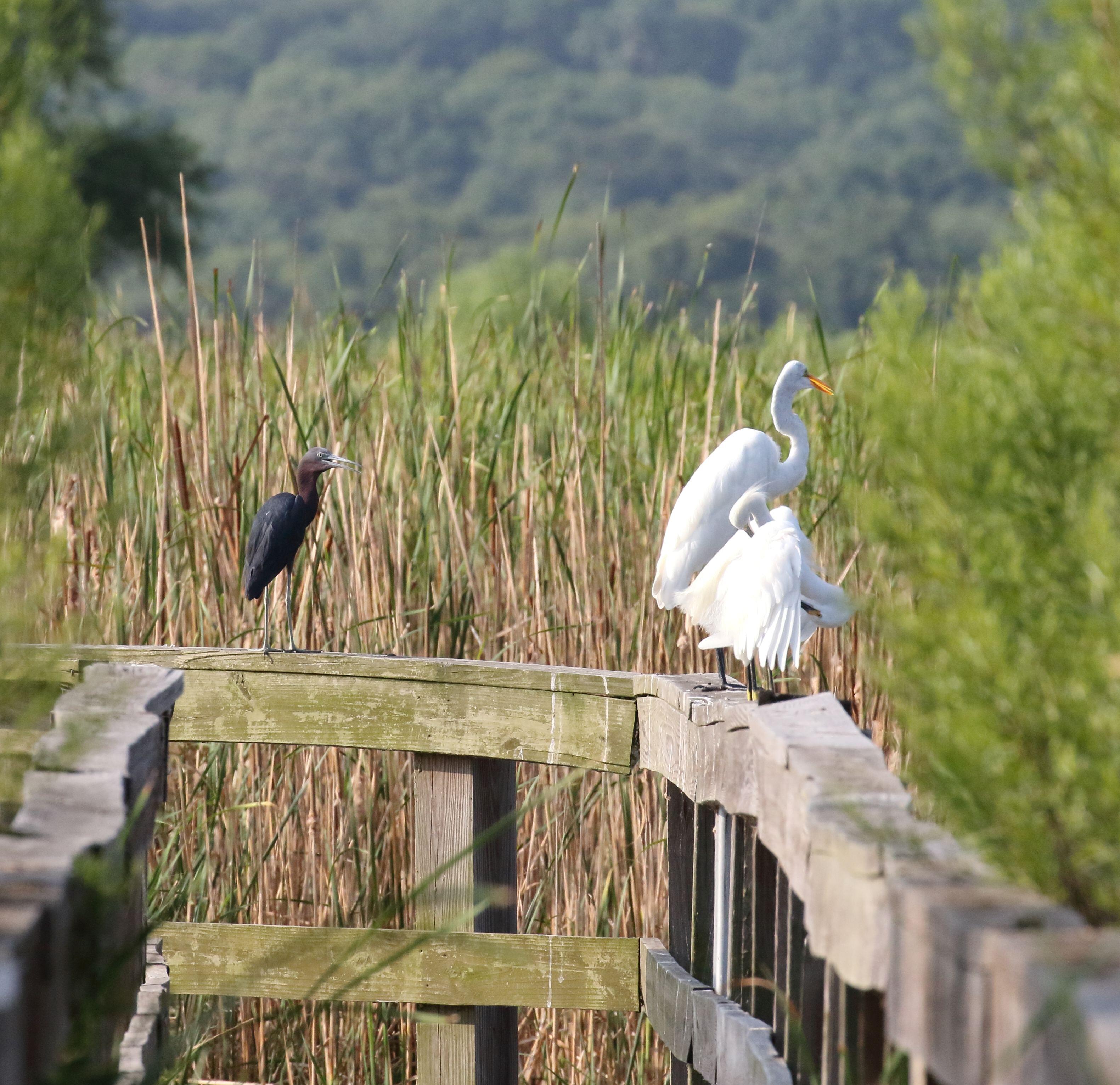 Campaign cover image for FIFA Wetlands Bird Tour