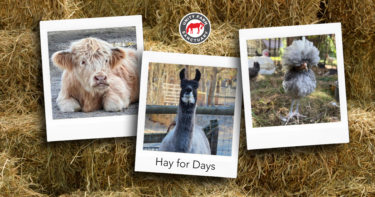 Campaign cover image for Hay for Days 2025