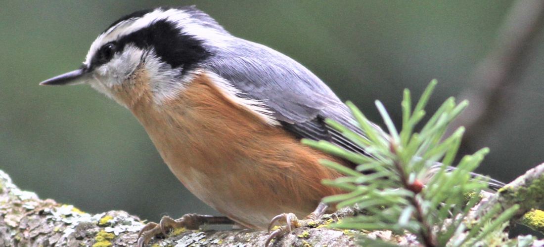 Campaign cover image for Fall Guided Bird Walk 12-6-26