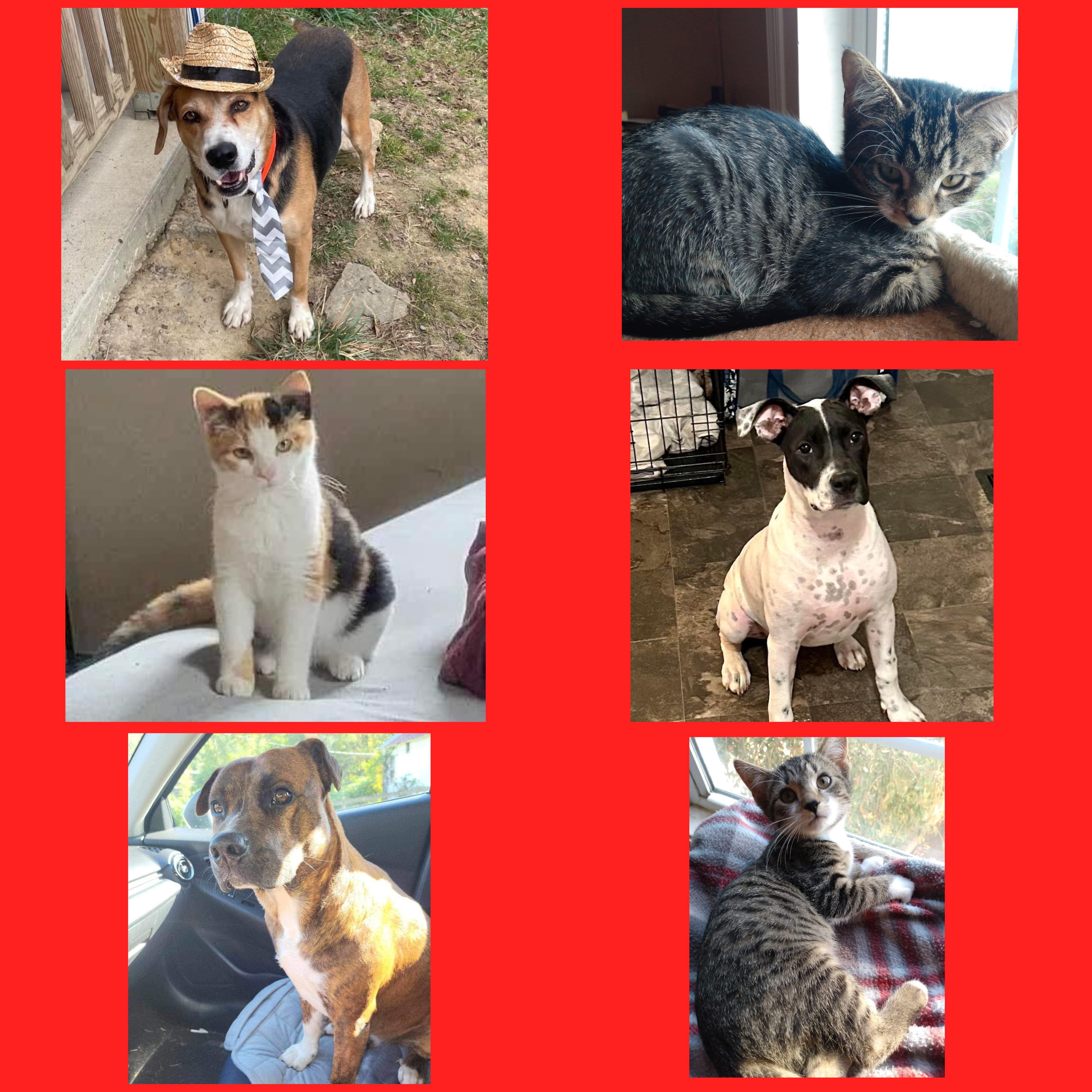 Campaign cover image for Empty the Rescue