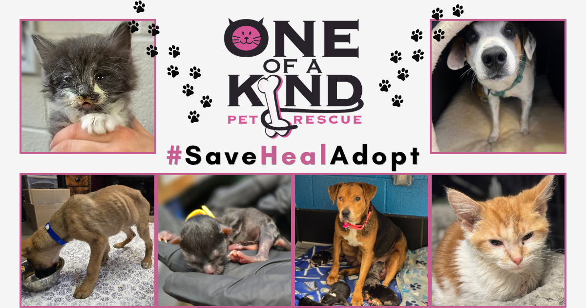 Campaign cover image for One of a Kind Pet Rescue