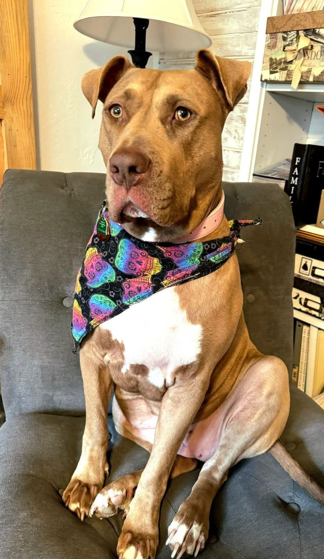 Campaign cover image for Honoring Pompey this Giving Tuesday