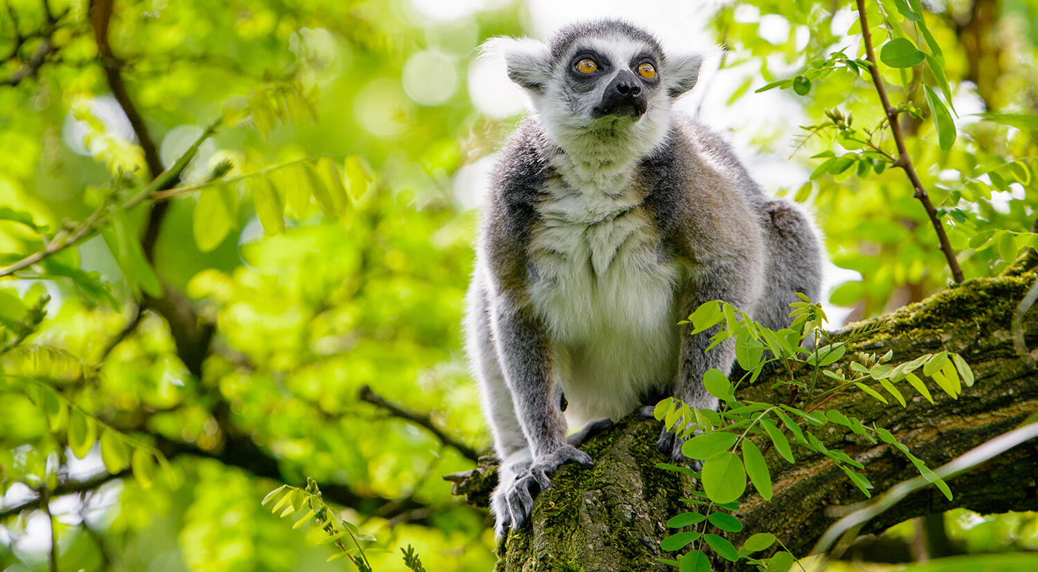 Campaign cover for Donate to the Lemur Conservation Network