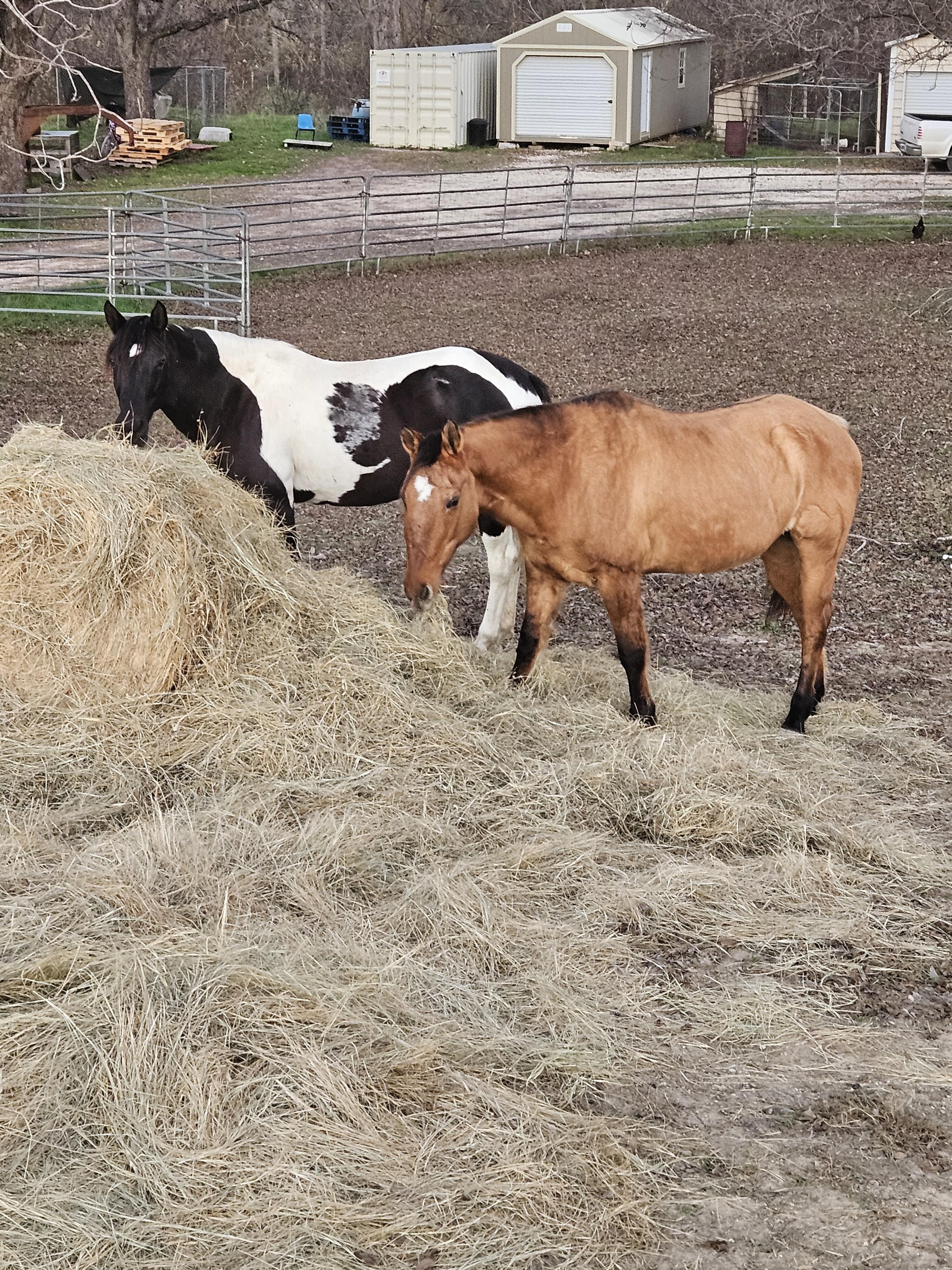 Campaign cover for Sponsorship for our 2 new girls!!