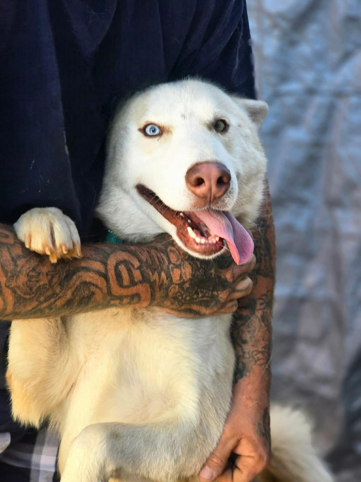 Campaign cover image for 🐺 KIRBY’S FREEDOM FUND 🐺