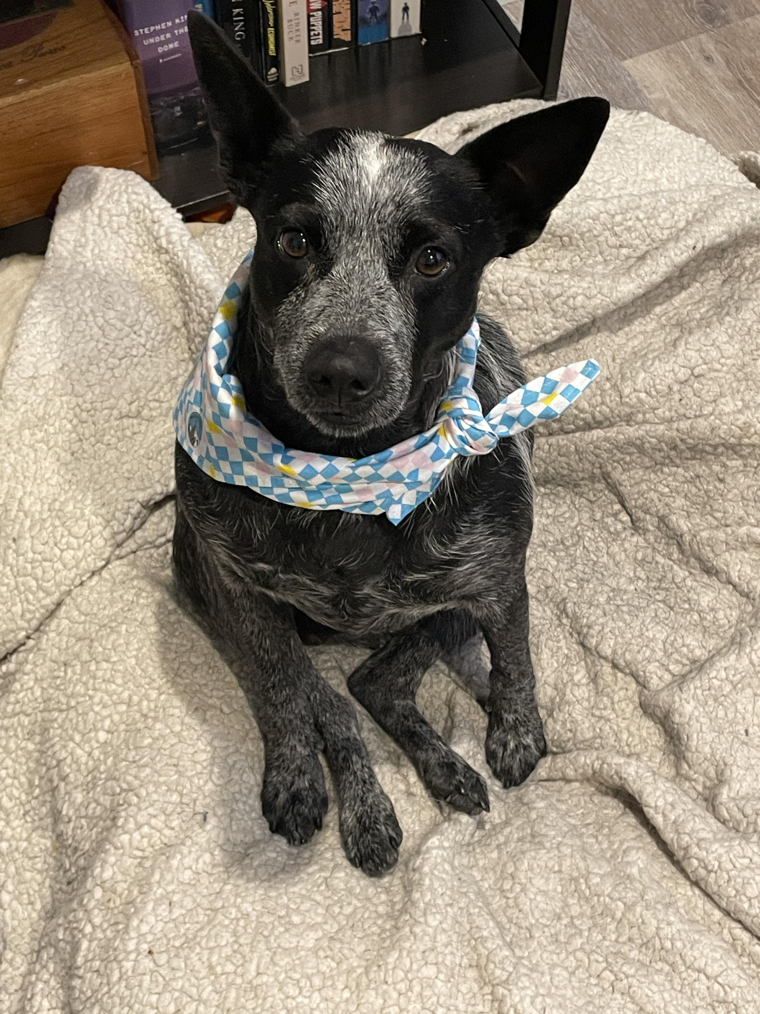 Campaign cover image for Help Cattle Dogs this GivingTuesday