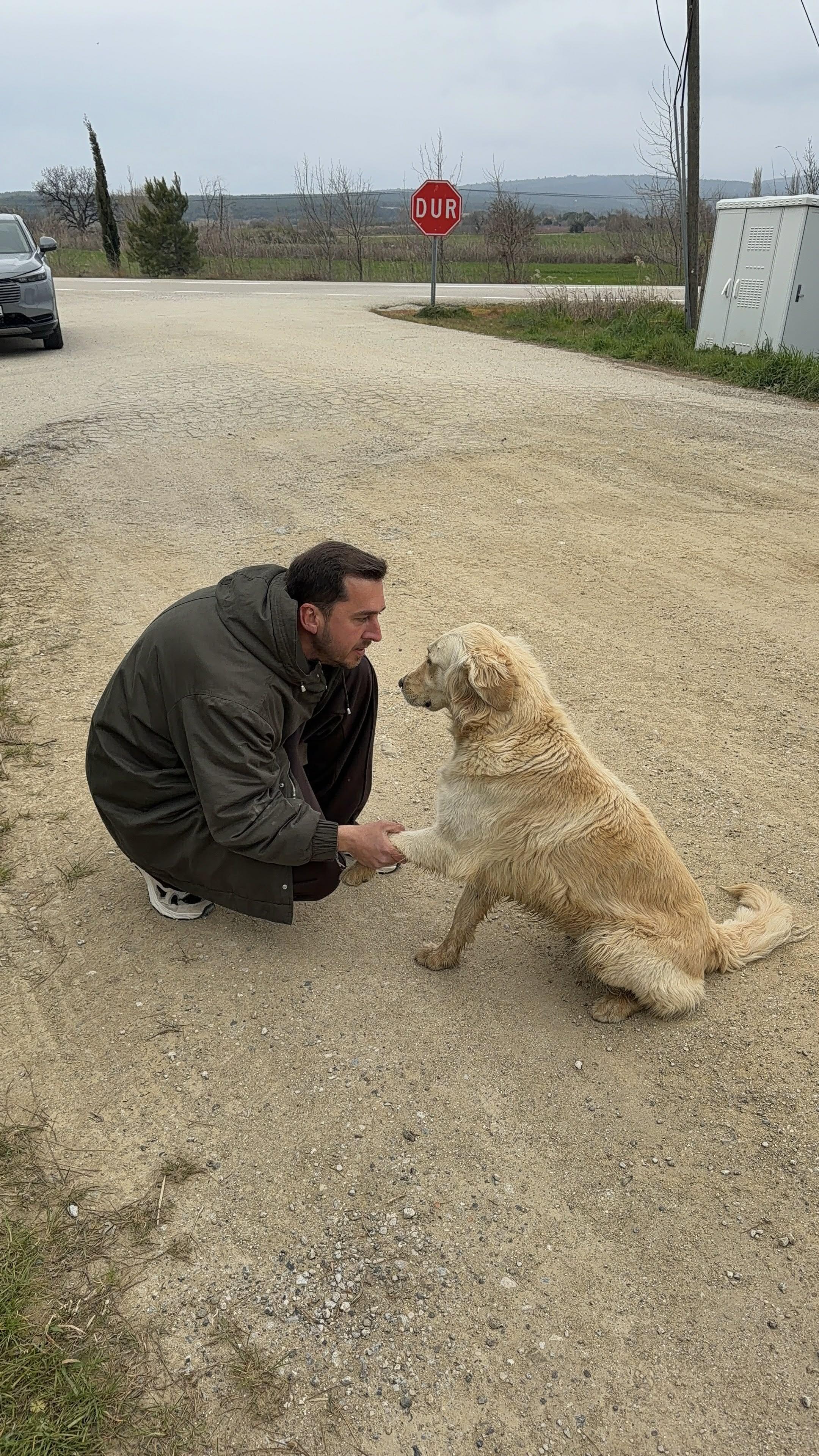 Campaign cover image for Ferry Golden
