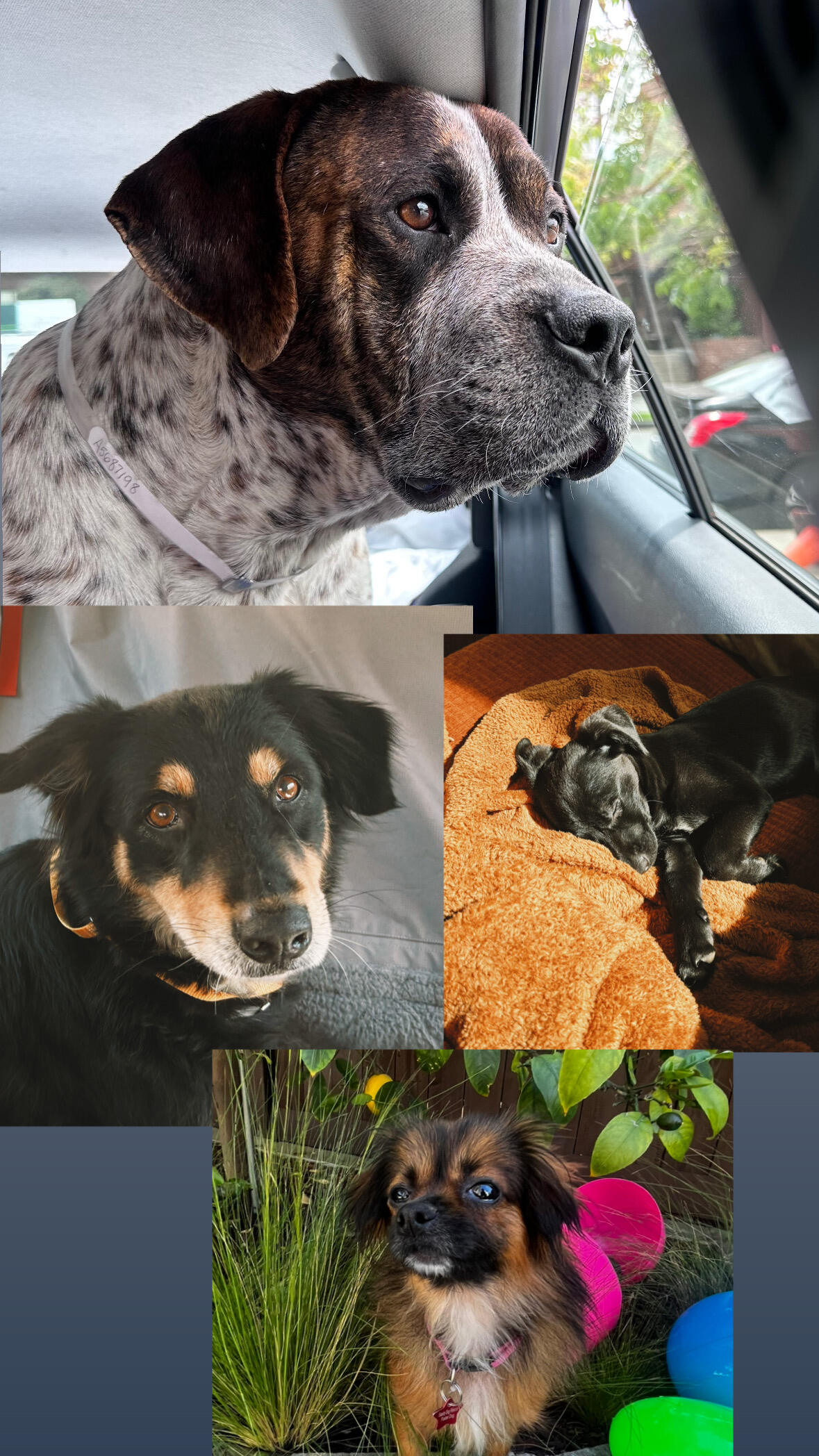 Campaign cover image for Spay & Neuter Fund