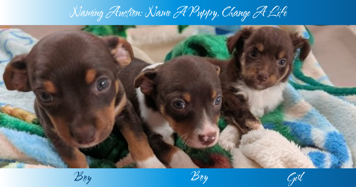 Campaign cover image for Name A Puppy, Change A Life Auction