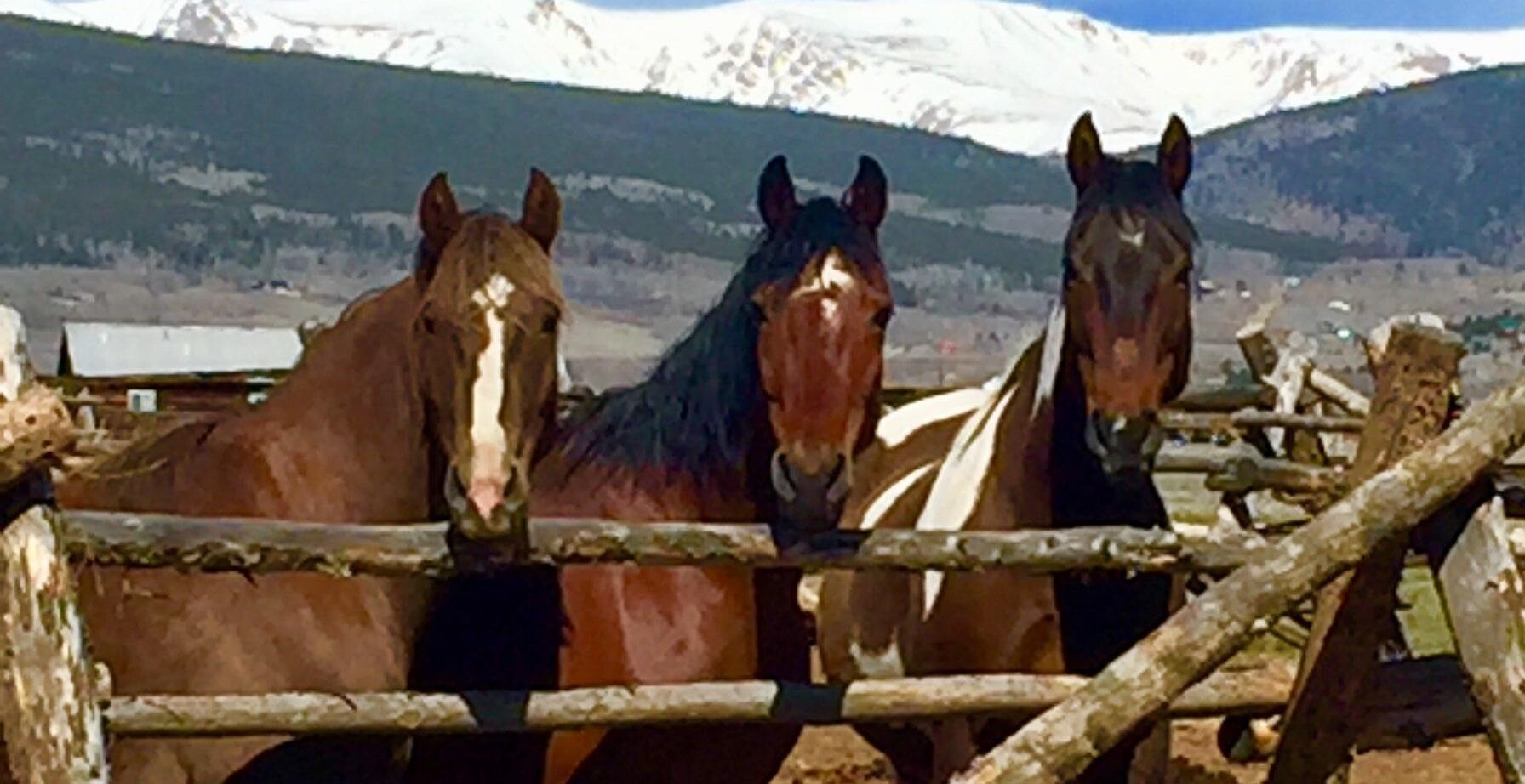 Campaign cover image for Holiday Online Auction!