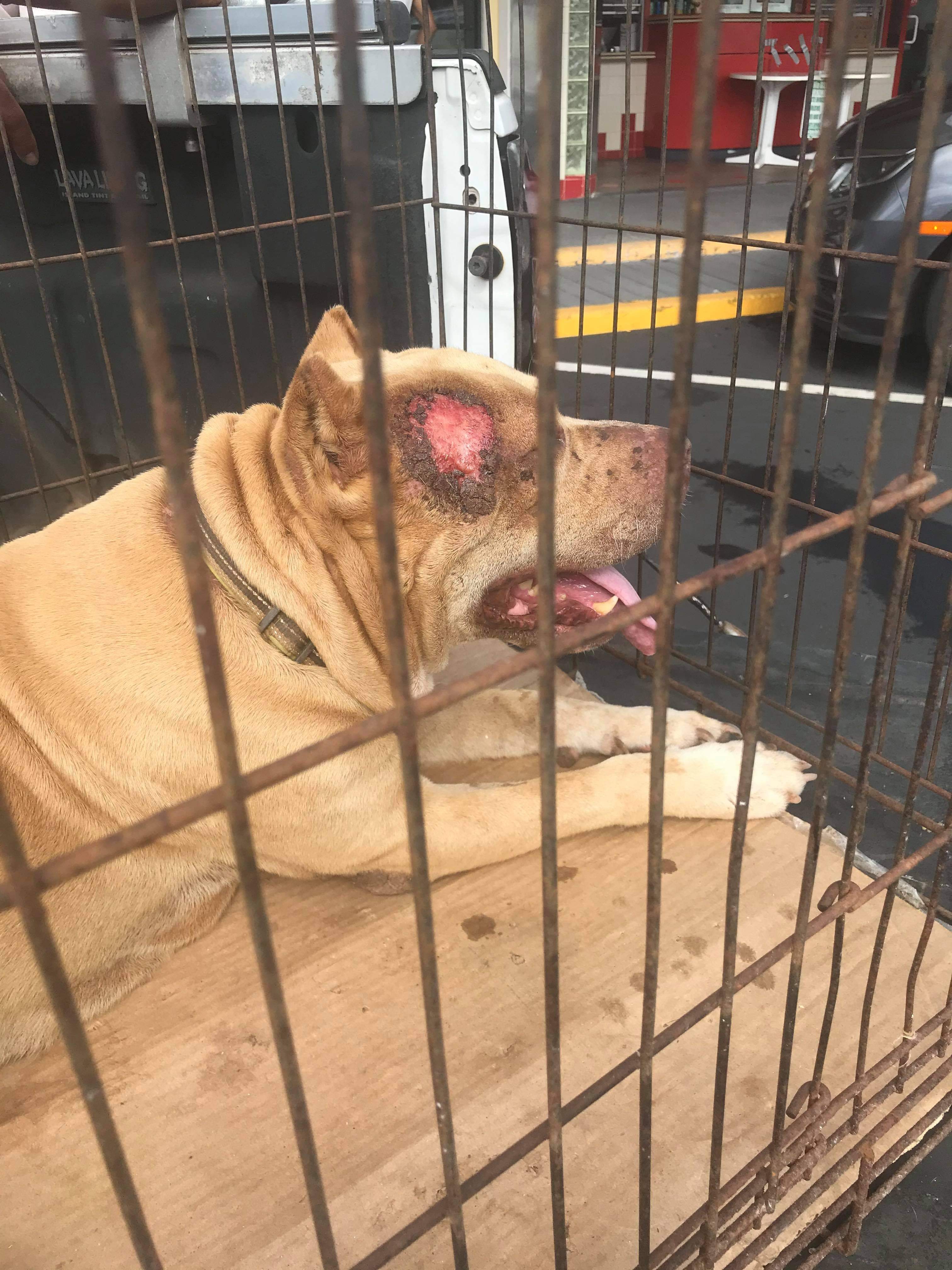 Campaign cover image for Veterinary Care