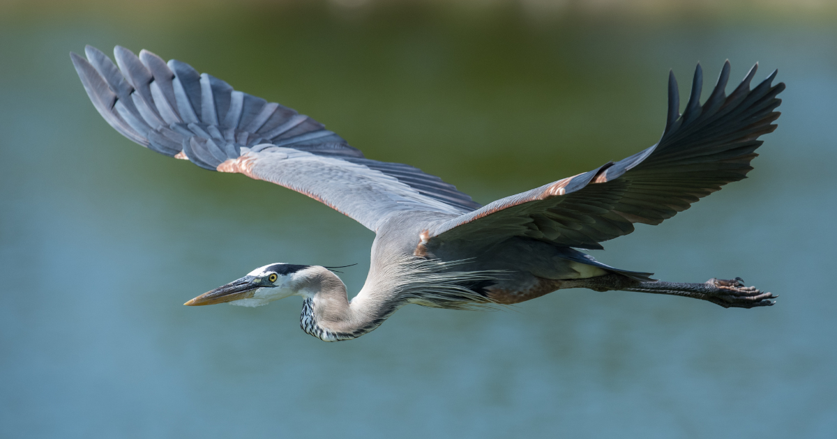 Campaign cover image for Fall Guided Bird Walk 11-22-26
