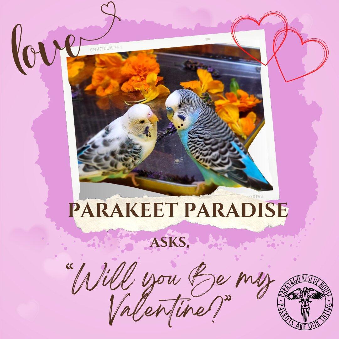 Campaign cover image for Valentines