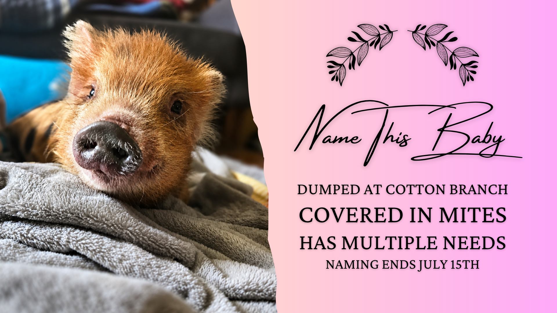 Campaign cover image for NAME this BABY!
