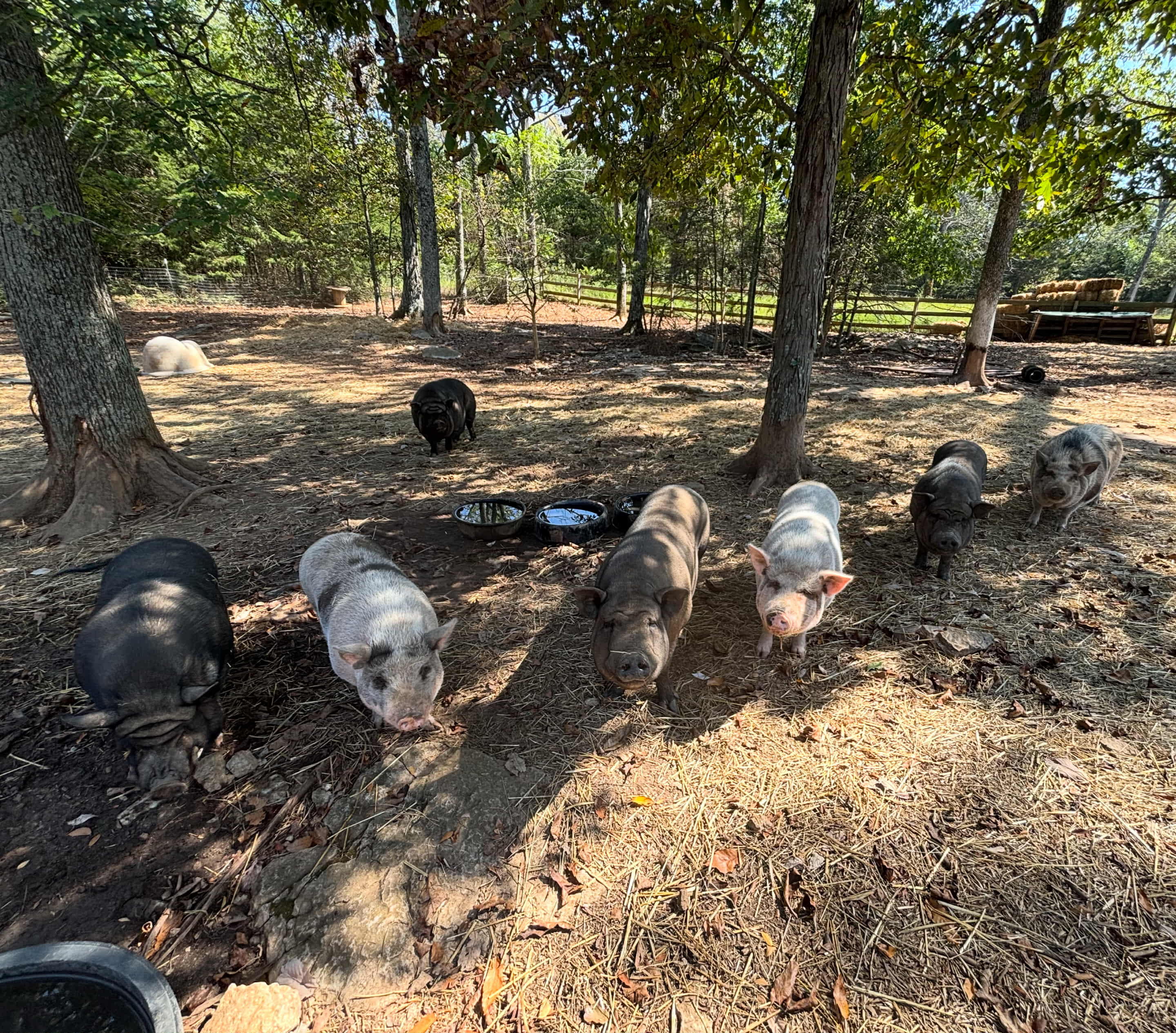 Campaign cover image for Pig Chute