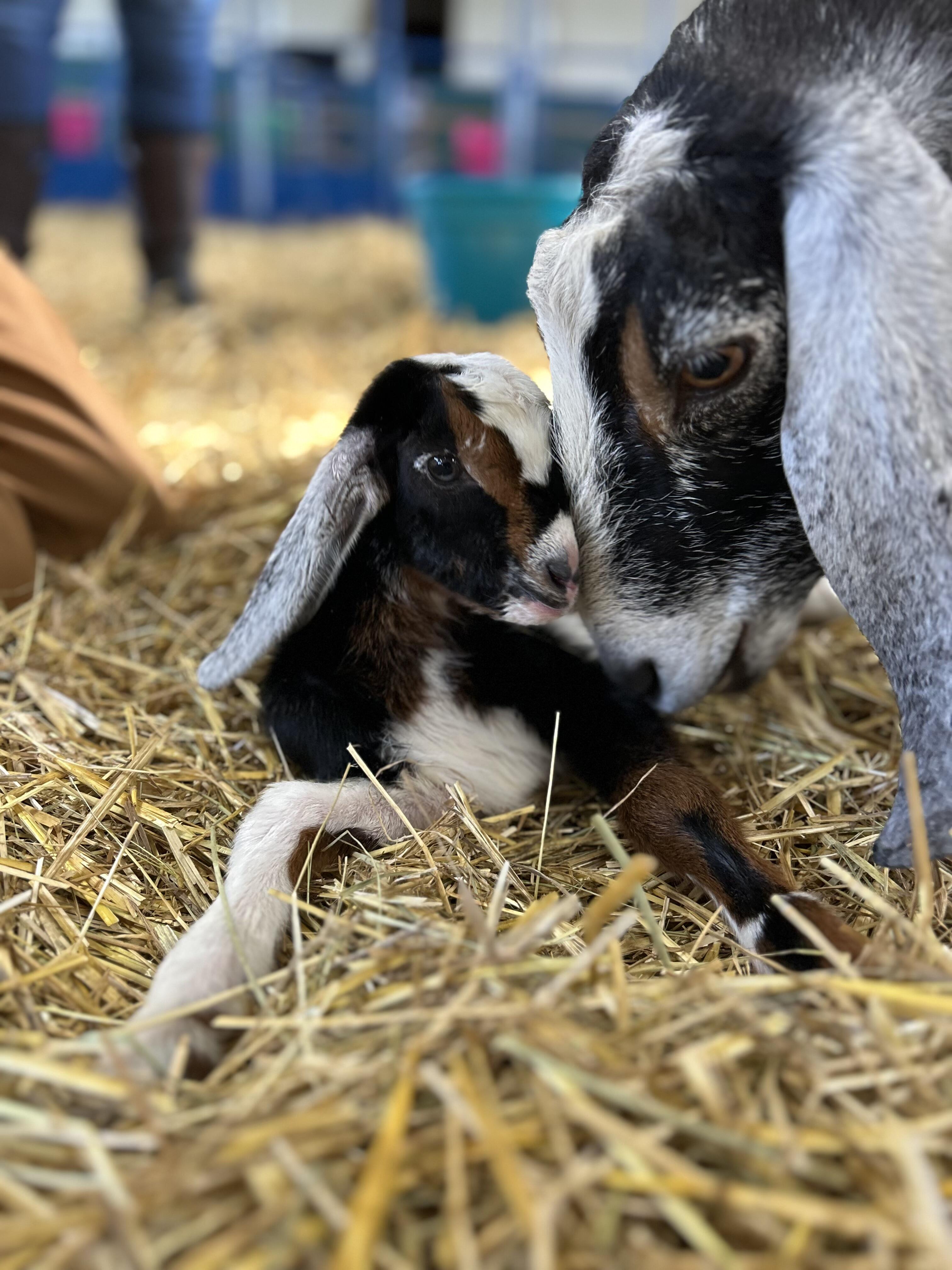 Campaign cover image for Feed the Goat