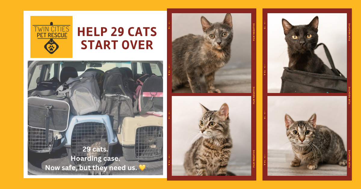 Campaign cover image for 29 Cats, One Second Chance