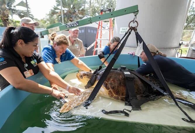 Campaign cover for MEEC Sea Turtle Stretcher and Educational Programming