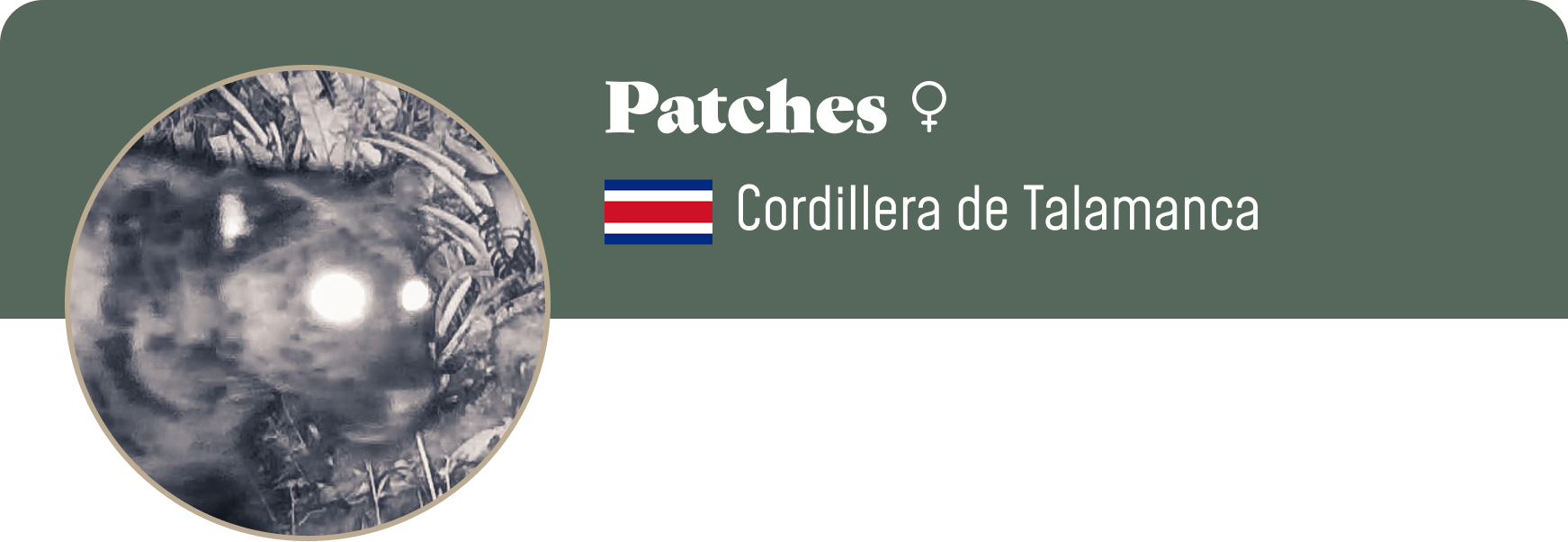 Campaign cover image for Adopt Patches