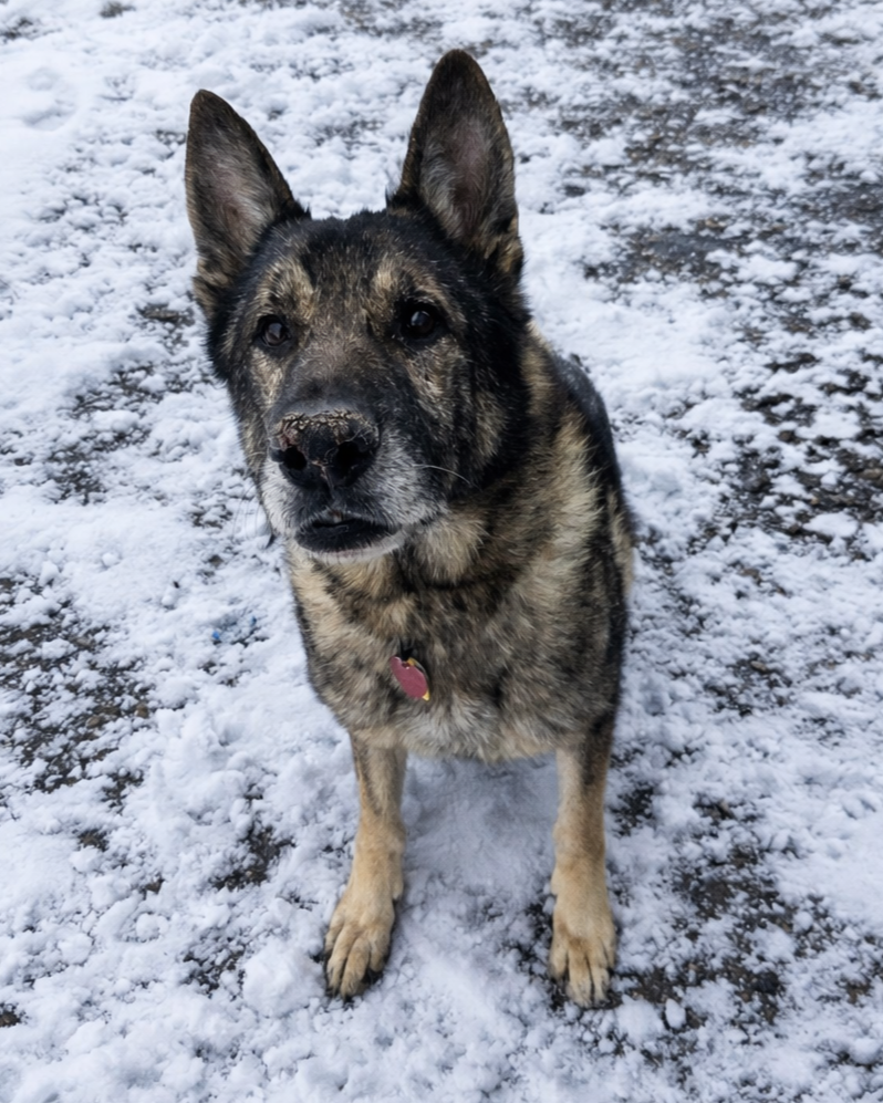 Campaign cover image for Paboo's Dental