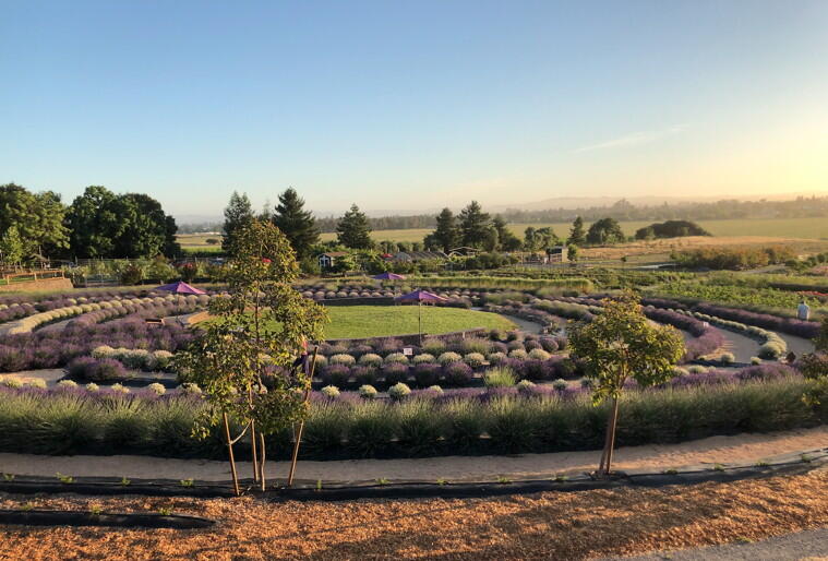 Campaign cover image for "A Midsummer Night's Dream" on Tour - Bees N Blooms (Santa Rosa, CA)