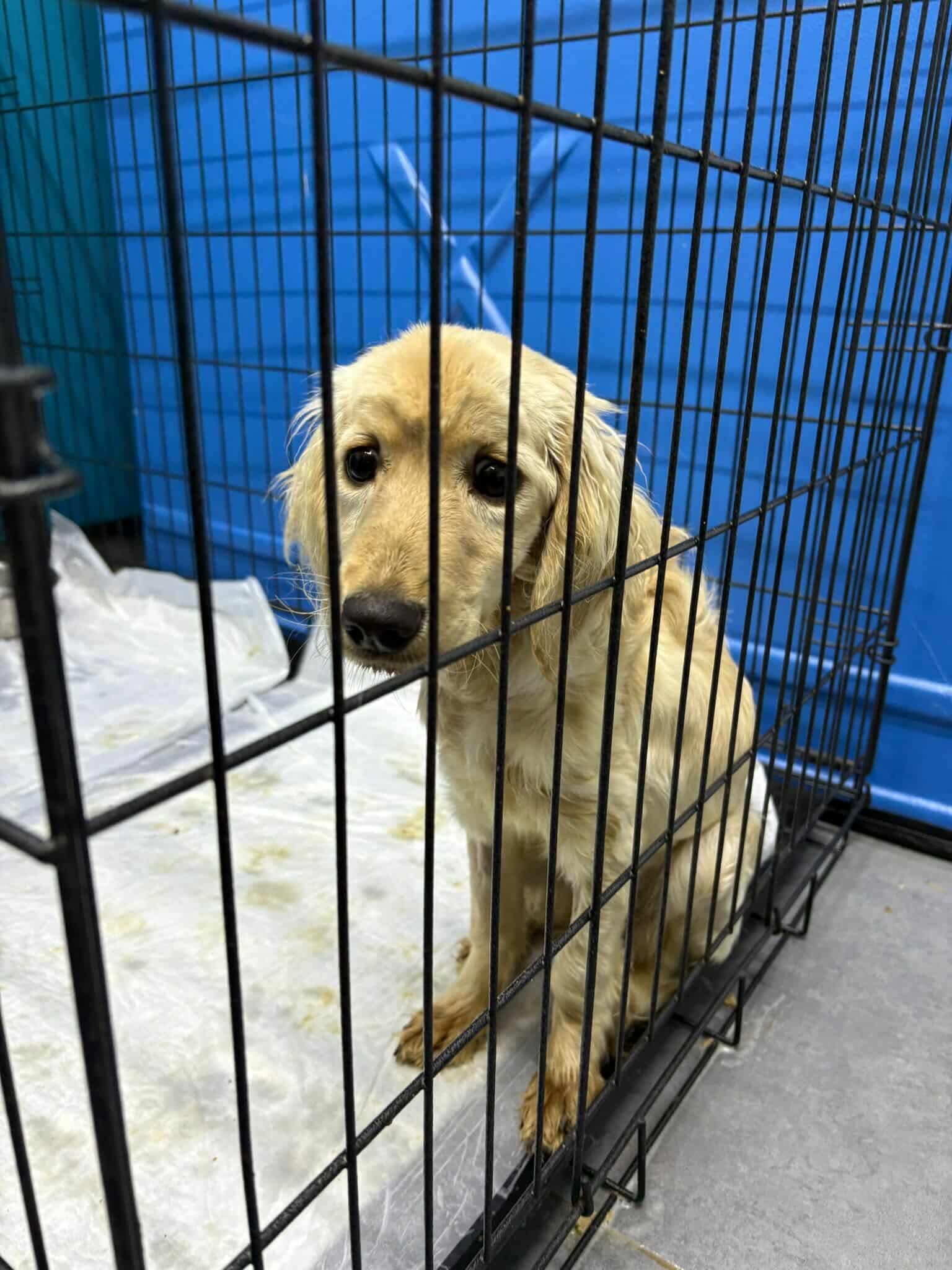 Campaign cover image for Barbara Needs Your Help