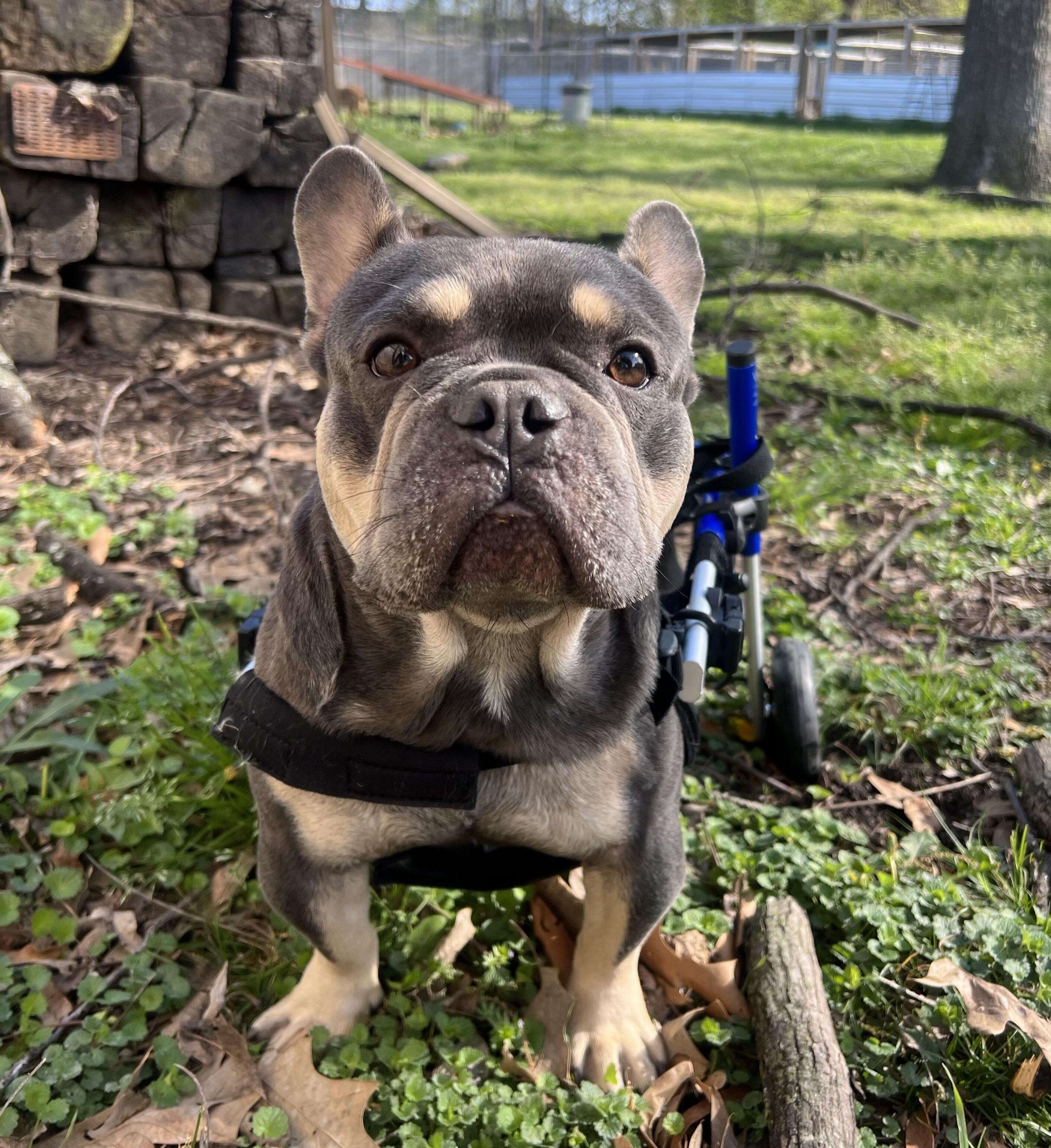 Campaign cover image for Dash's Medical and Care