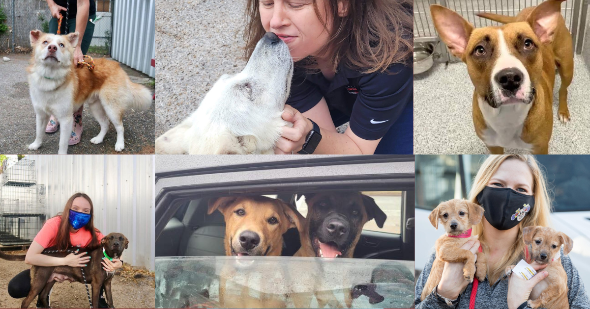 Campaign cover image for Harris County Pledges