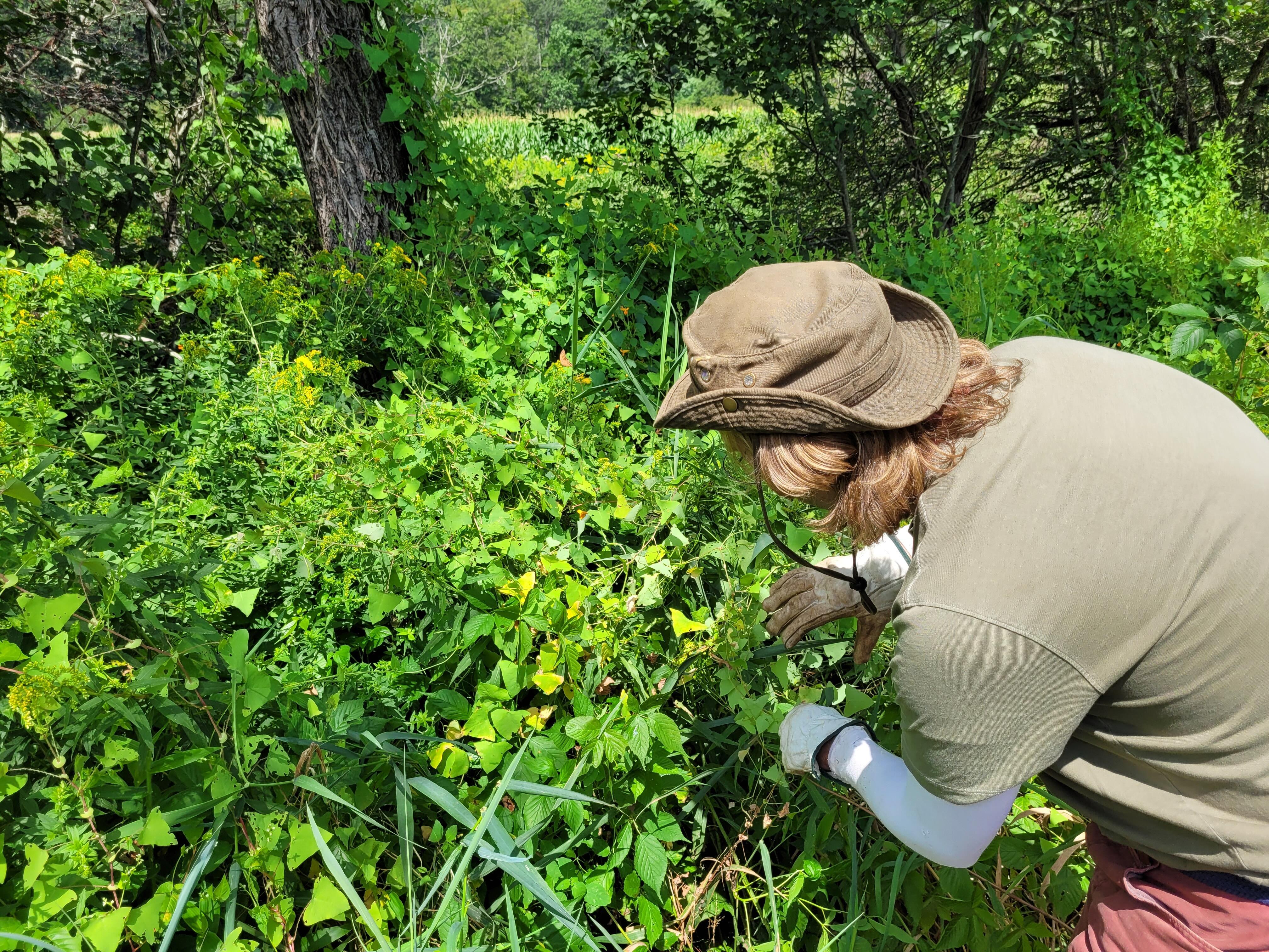 Campaign cover image for Research Field Trip: Establishing Best Management Practices for Mile-a-Minute