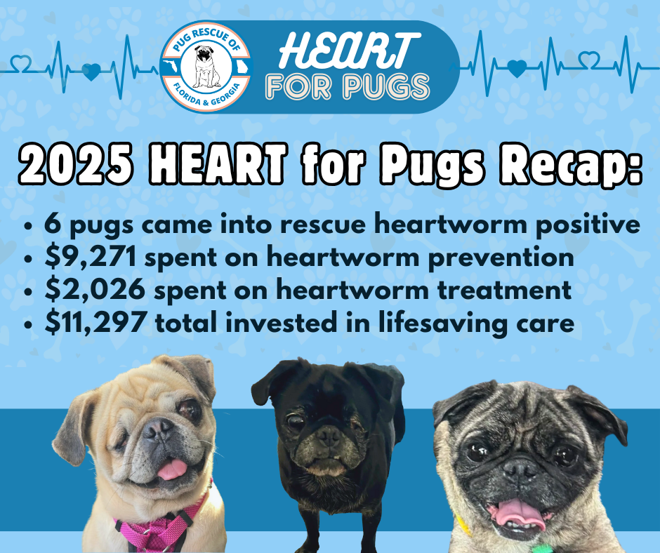Campaign cover image for The HEART For Pugs Fundraising Campaign