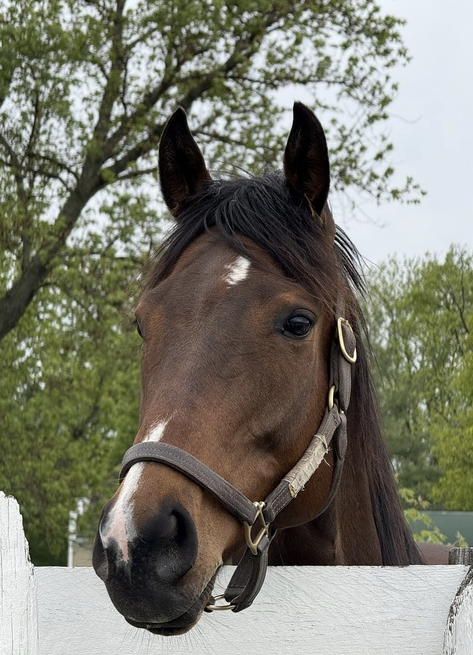 Campaign cover image for Serenity Oaks Board Member Match Campaign